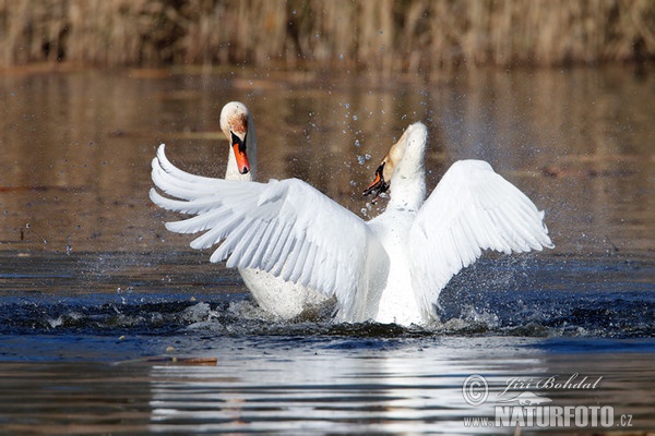 Mute Swan (Cygnus olor)