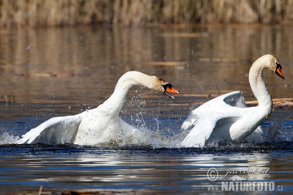 Mute Swan (Cygnus olor)