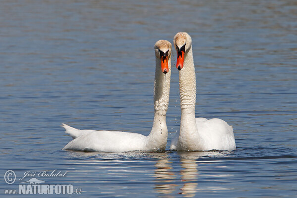 Mute Swan (Cygnus olor)