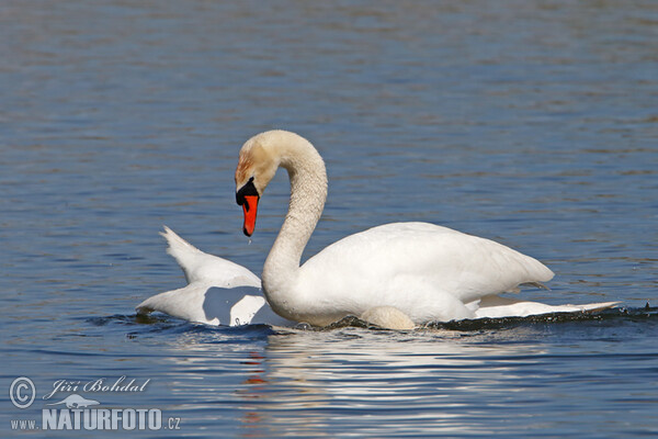 Mute Swan (Cygnus olor)