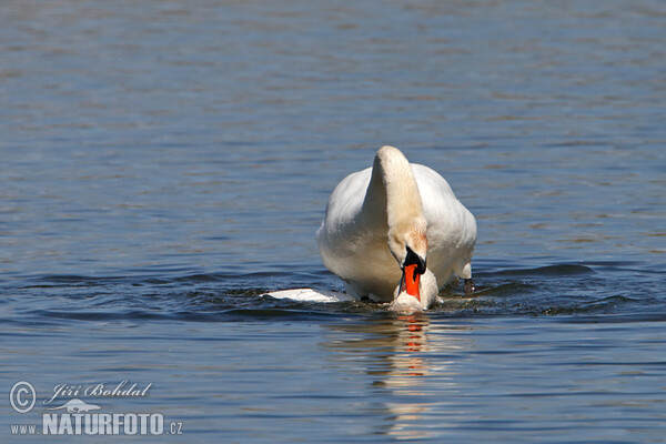 Mute Swan (Cygnus olor)