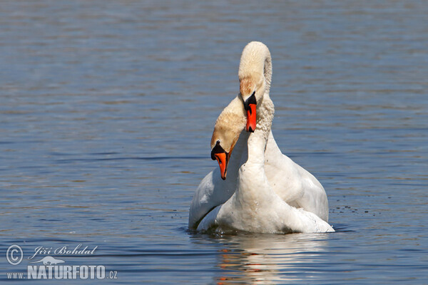 Mute Swan (Cygnus olor)