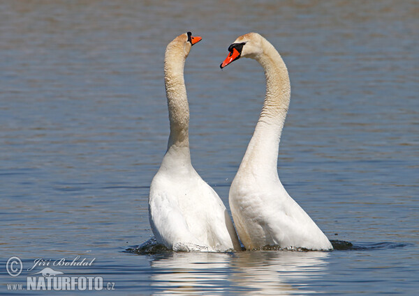 Mute Swan (Cygnus olor)