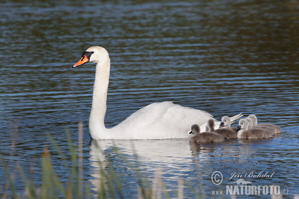 Mute Swan (Cygnus olor)