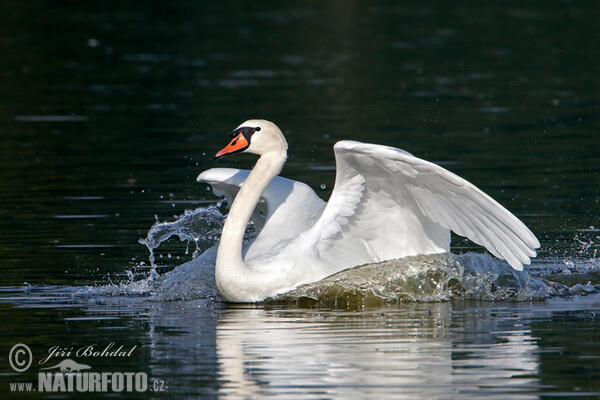 Mute Swan (Cygnus olor)