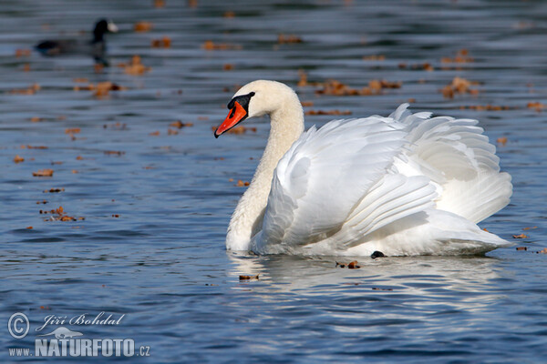 Mute Swan (Cygnus olor)