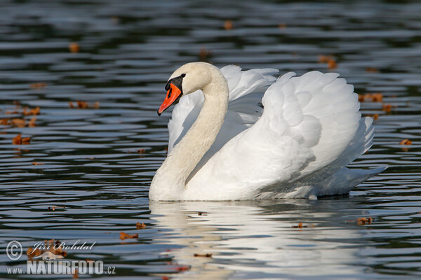 Mute Swan (Cygnus olor)