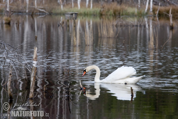 Mute Swan (Cygnus olor)