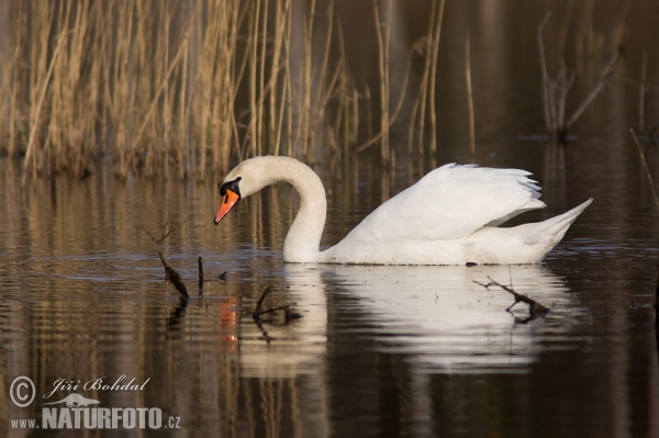 Mute Swan (Cygnus olor)