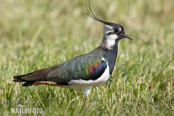 Nagâț