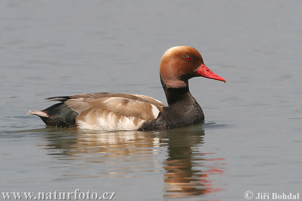 Nette rousse