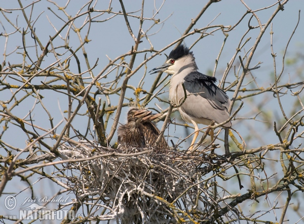 Night Heron (Nycticorax nycticorax)