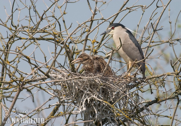 Night Heron (Nycticorax nycticorax)