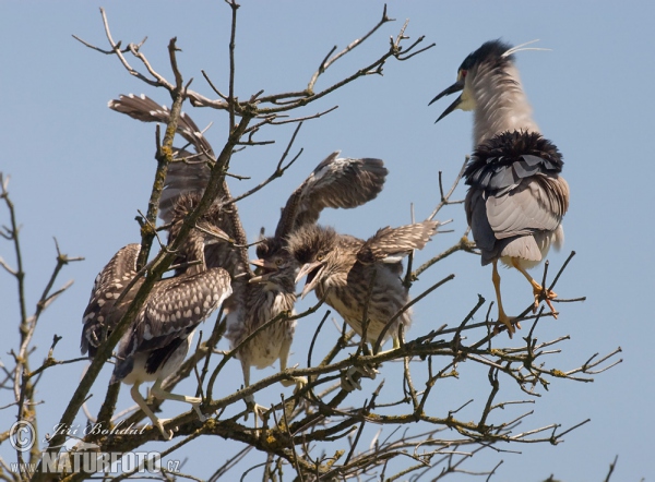 Night Heron (Nycticorax nycticorax)