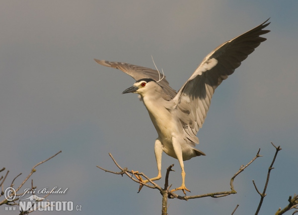 Night Heron (Nycticorax nycticorax)