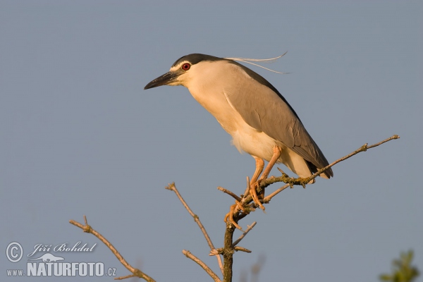 Night Heron (Nycticorax nycticorax)