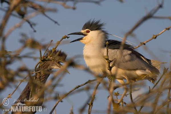 Night Heron (Nycticorax nycticorax)