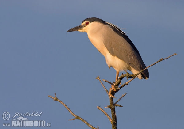 Night Heron (Nycticorax nycticorax)