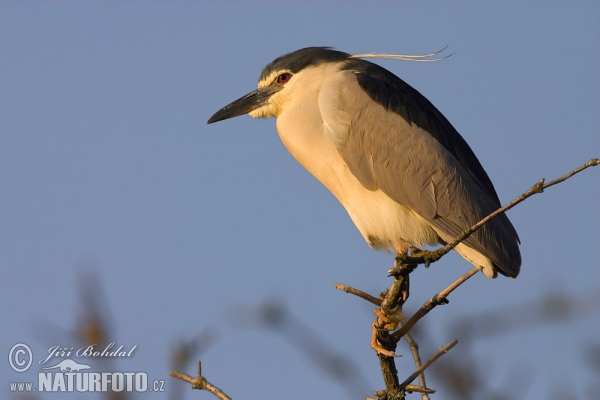 Night Heron (Nycticorax nycticorax)