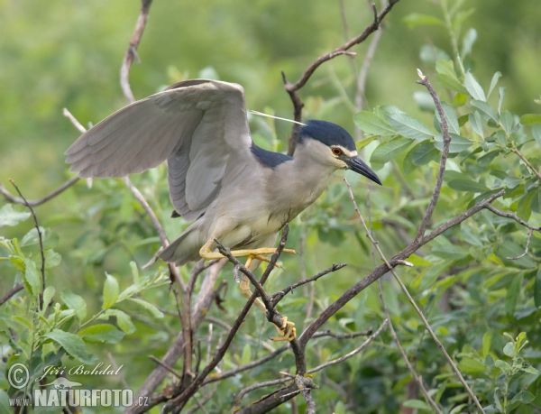 Night Heron (Nycticorax nycticorax)