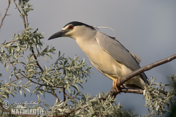 Night Heron (Nycticorax nycticorax)