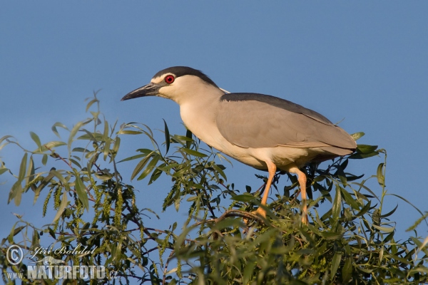 Night Heron (Nycticorax nycticorax)