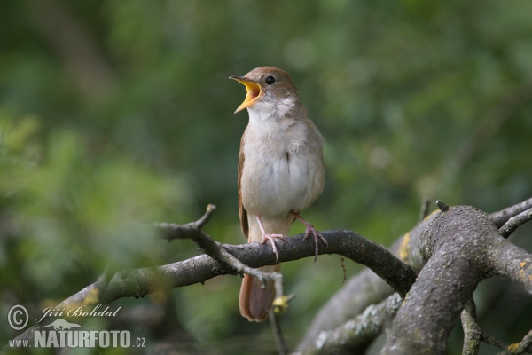 Nightigale (Luscinia megarhynchos)