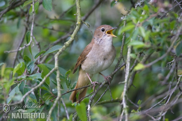 Nightigale (Luscinia megarhynchos)