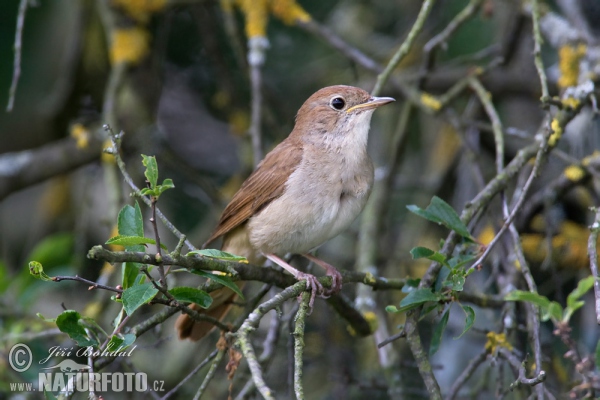 Nightigale (Luscinia megarhynchos)