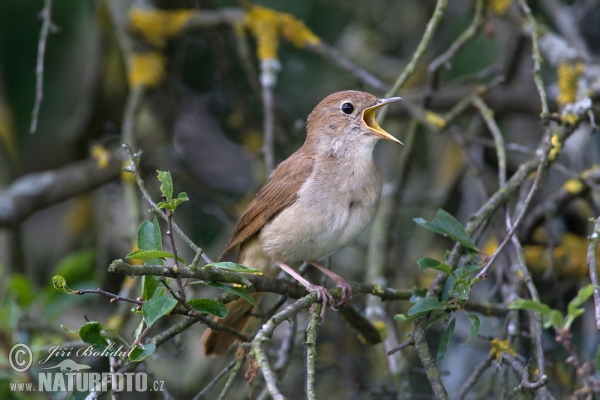 Nightigale (Luscinia megarhynchos)