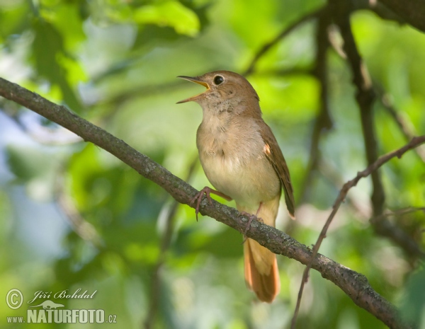 Nightigale (Luscinia megarhynchos)