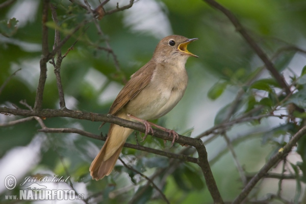 Nightigale (Luscinia megarhynchos)