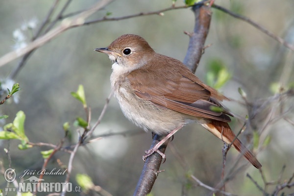 Nightigale (Luscinia megarhynchos)