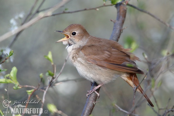 Nightigale (Luscinia megarhynchos)