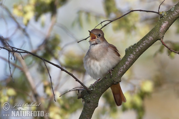 Nightigale (Luscinia megarhynchos)