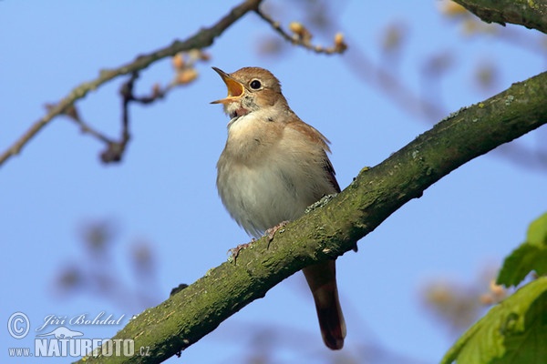 Nightigale (Luscinia megarhynchos)