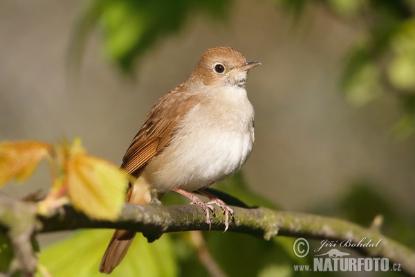 Nightigale (Luscinia megarhynchos)