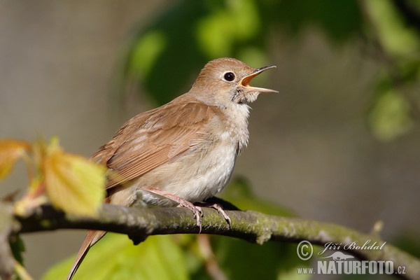 Nightigale (Luscinia megarhynchos)