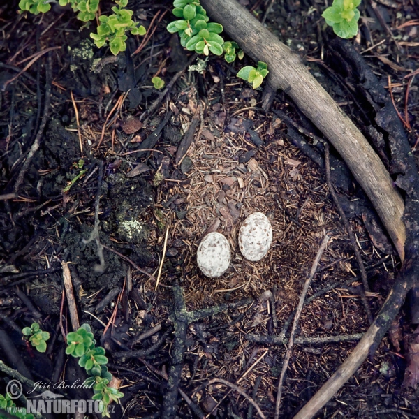 Nightjar (Caprimulgus europaeus)