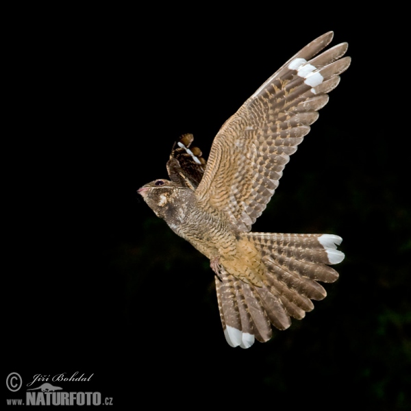 Nightjar (Caprimulgus europaeus)