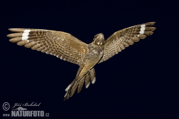 Nightjar (Caprimulgus europaeus)