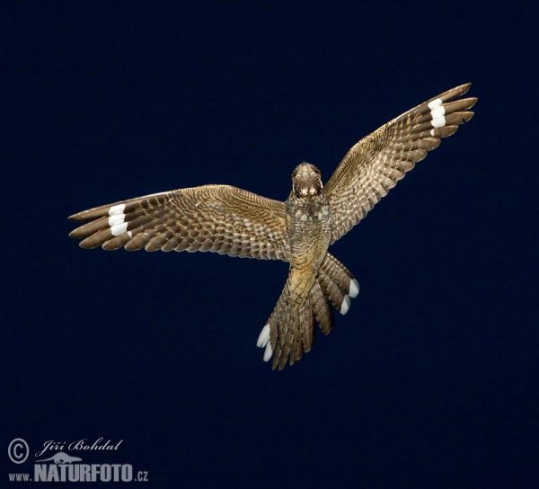 Nightjar (Caprimulgus europaeus)