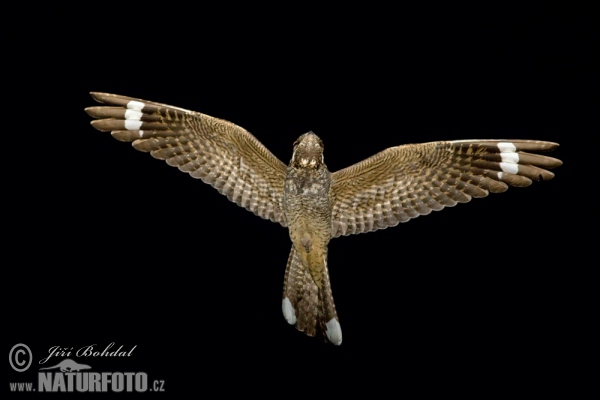 Nightjar (Caprimulgus europaeus)