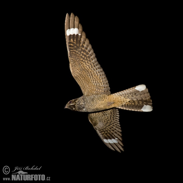 Nightjar (Caprimulgus europaeus)