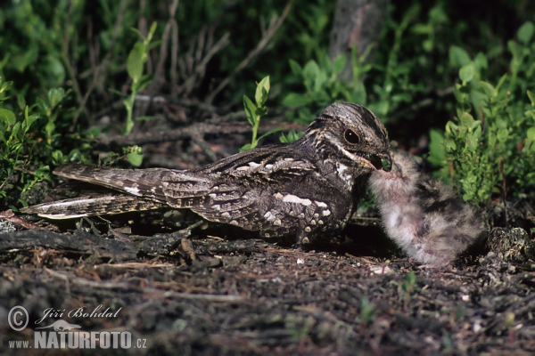 Nightjar (Caprimulgus europaeus)