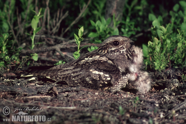 Nightjar (Caprimulgus europaeus)