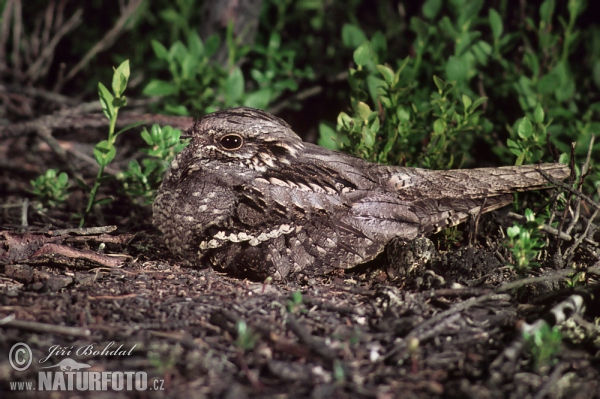 Nightjar (Caprimulgus europaeus)