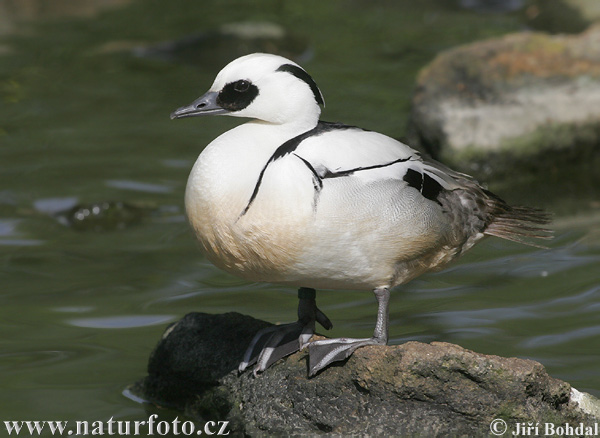 Nonnetje vogel