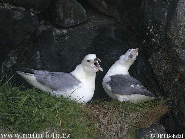 Noordse stormvogel