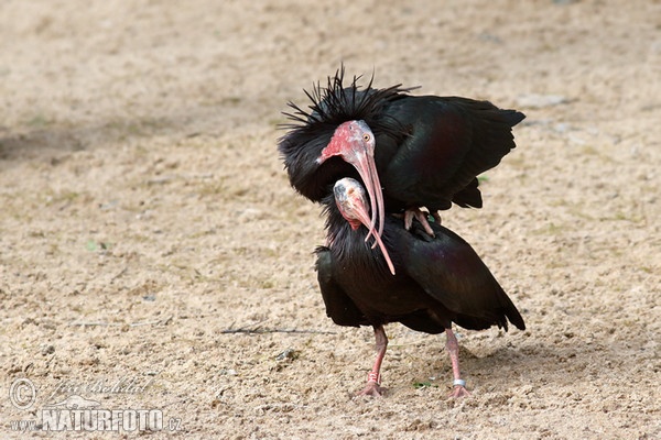 Northern Bald Ibis (Geronticus eremita)